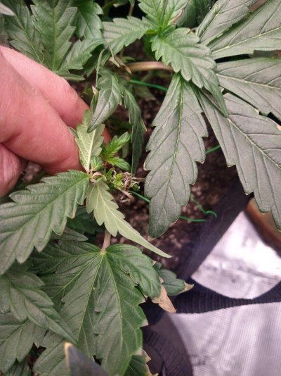 New Grower. Need help please.