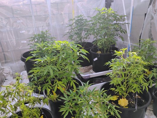 New Grower. Need help please.