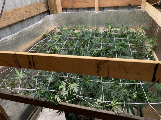 First time scrog/ and pot size thoughts.