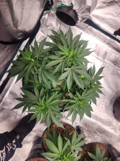 Leaves curling with a yellowish and glossy looking tint