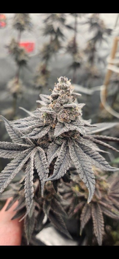 Exotic genetix grow under the ks3000