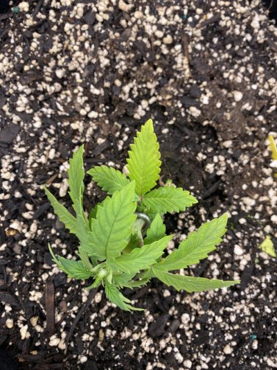 Starting my first autoflower run
