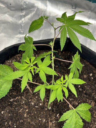 Gorilla cream clone ! Any advice !