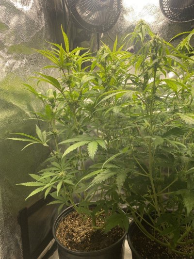 third-week-of-the-flowering-stage-12.jpeg