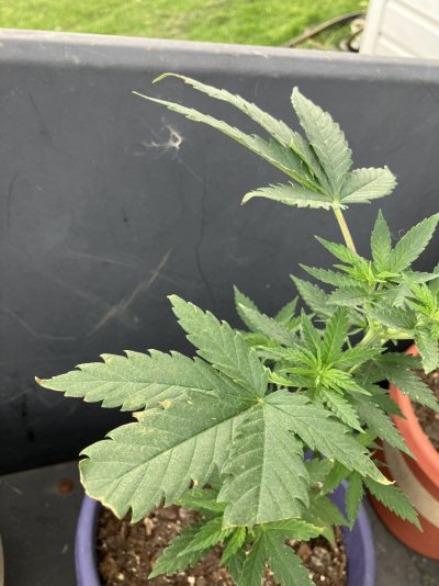 help-plants-looking-a-lil-rough-2.jpeg