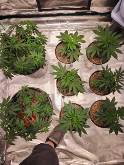 Leaves curling with a yellowish and glossy looking tint
