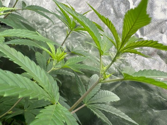First grow attempt- 4 Runtz Photos