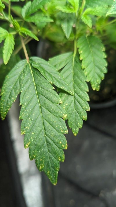 Russet mites or led lights too close