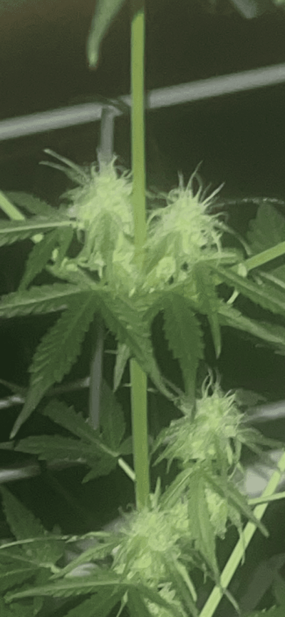 auto-gelato-cake-9-weeks-from-seedwhen-should-i-harvest-it.png