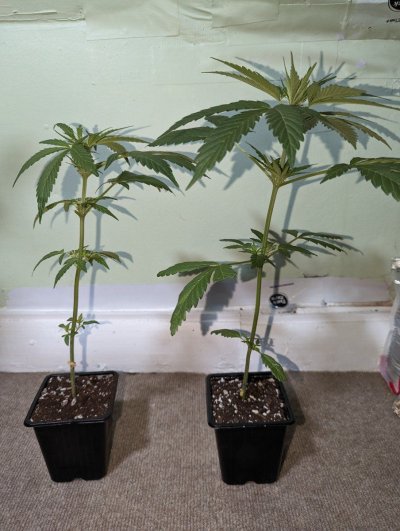 Is this one flowering already too? God I suck at growing 🥴