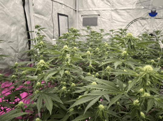 rs-11-strain-from-clones-to-harvest-6.png