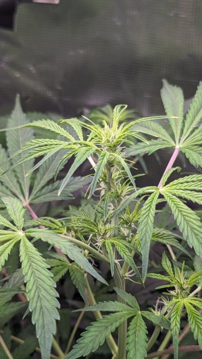 gg4-auto-3.jpg