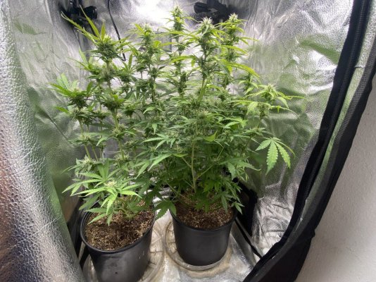 auto-flowers-strains-6-weeks-in-since-they-sprouted.jpeg