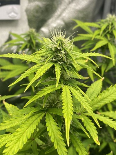 auto-flowers-strains-6-weeks-in-since-they-sprouted-7.jpeg