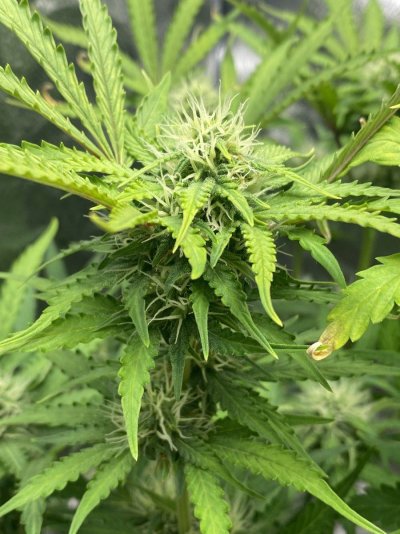 auto-flowers-strains-6-weeks-in-since-they-sprouted-8.jpeg