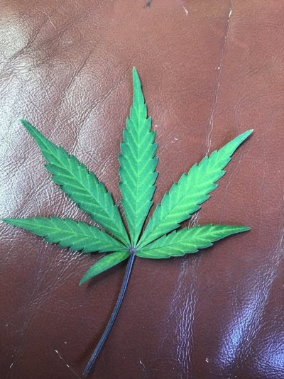 Yellow veins, purple stem, about ready to chop