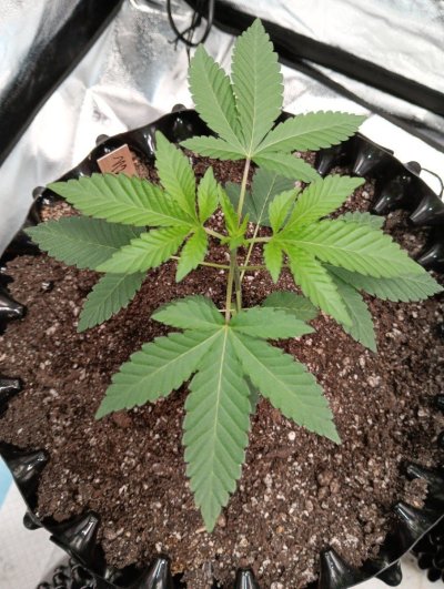 Picture_20240524081359.jpg