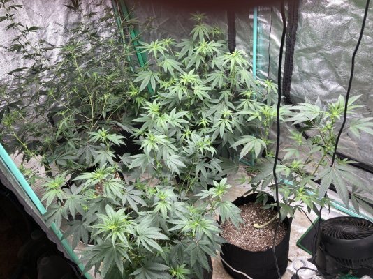 What is happening to my ladies