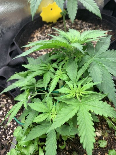 Spider Farmer Prime Day Giveaway-SF2000 LED Grow Light