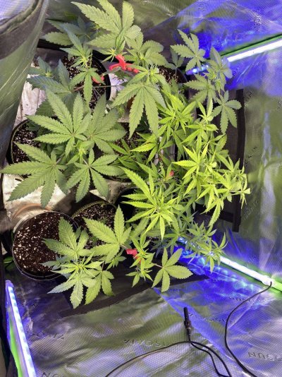having-some-deficiency-issues-in-soil-or-lockout.jpeg