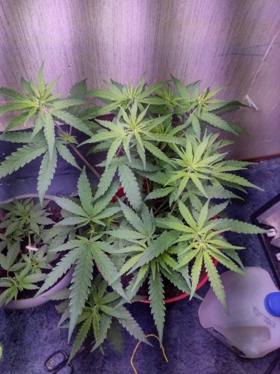 Check out my first ever grow thanks to you guys!!!!!!!!!! Correct me if I'm wrong??