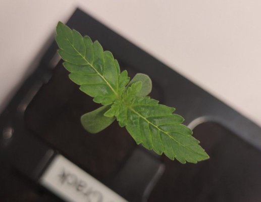 my-seedlings-need-first-aid---please-help.jpg