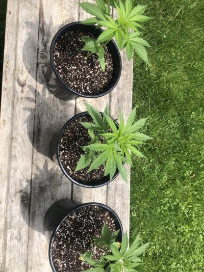 Pot size for outdoor grow