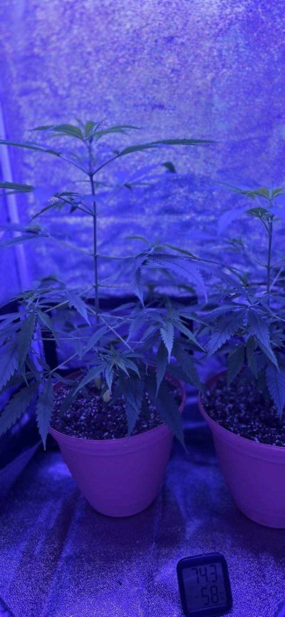 need-help-with-my-plants.jpeg