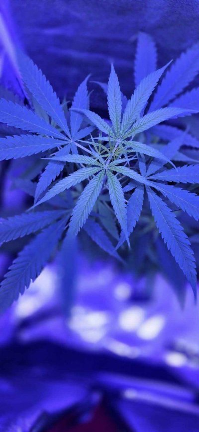 need-help-with-my-plants-4.jpeg