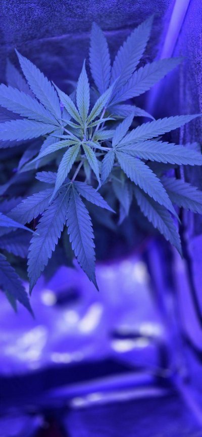 need-help-with-my-plants-6.jpg