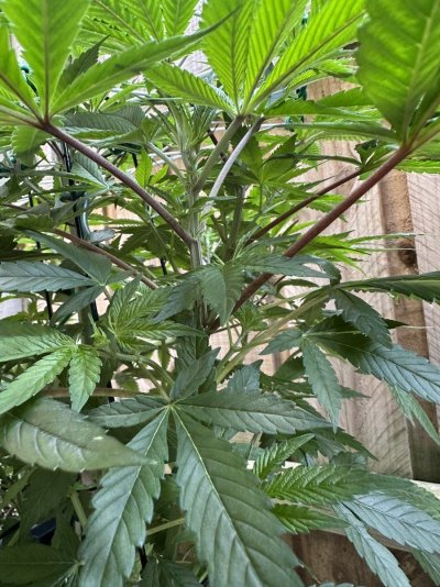 zkittlez-autoend-week-9no-sign-of-flowers-or-am-i-missing-nudge-into-flowering-or-just-leave-...jpeg