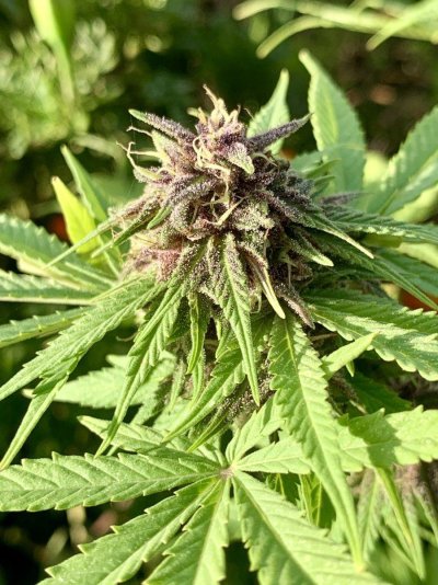 wedding-cake-x-amnesia-lemon-2.jpeg
