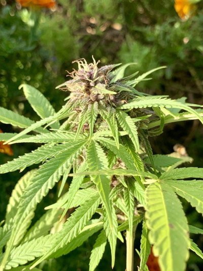 wedding-cake-x-amnesia-lemon-9.jpeg