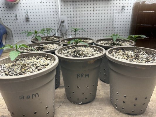 Seedlings! Show your babies!!! 😆