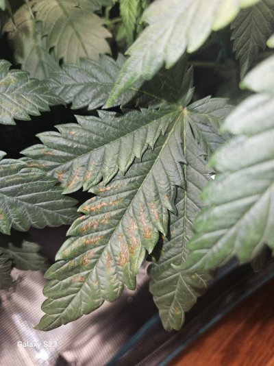 Can anyone tell me what deficiency this is