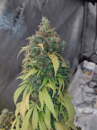 pineapple-express-from-g13-labs-finishing.jpg