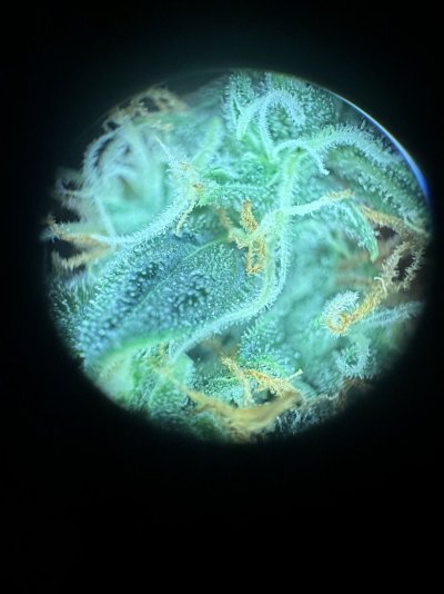 IMG_2642.jpeg