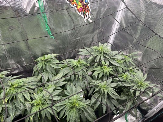 Problems on my first grow