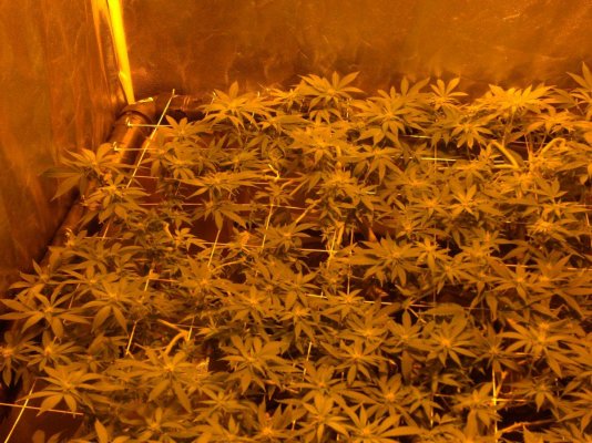 day 21 of scrog indoors 002.JPG