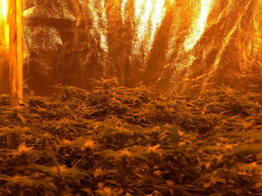 day 21 of scrog indoors 008.JPG