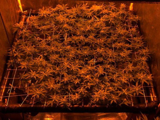 day 21 of scrog indoors 029.JPG