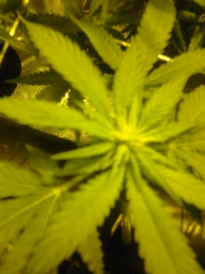 day 21 of scrog upclose photos 007.jpg