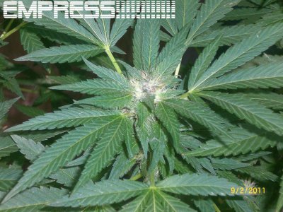 White fire outdoor in coco....