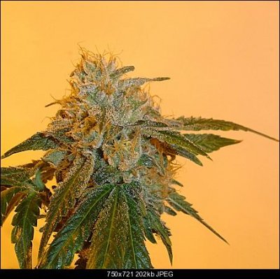 164095d1313542819t-colorado-grown-thread-plants-clones-seeds-dsc02207.jpg.jpg