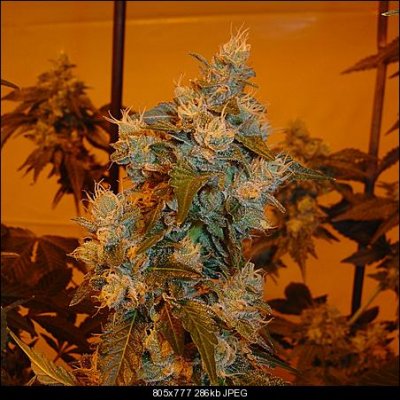 141369d1302573401t-colorado-grown-thread-plants-clones-seeds-dsc01989.jpg.jpg