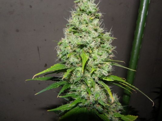IMGP0448.JPG