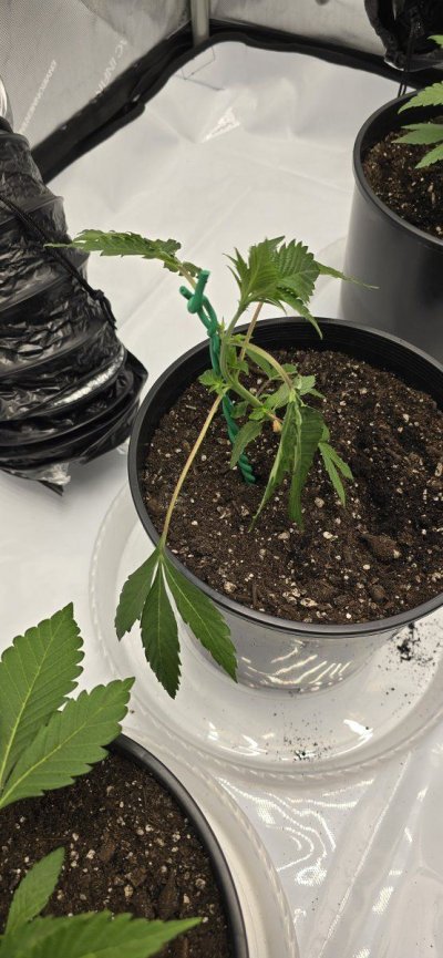 plants-hyper-sensitive-to-wind-3.jpg