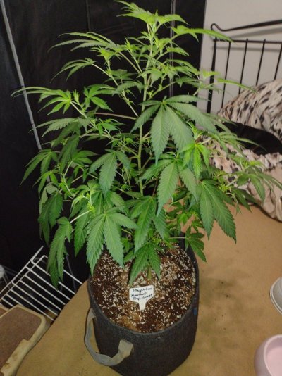 tropicana-cherry-8-cutting-ordered-directly-from-relentless-genetics.jpg