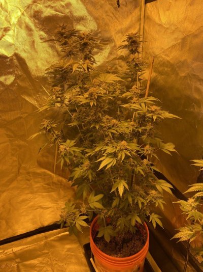 My second granddaddy purp grow.