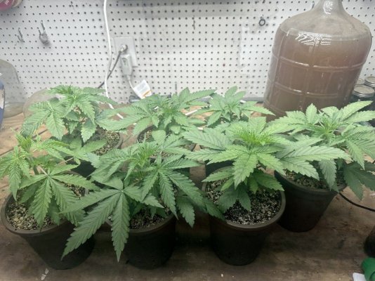Seedlings! Show your babies!!! 😆